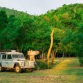Wildlife Safari & Jungle Camping: Thrilling Nights in Indian Forests