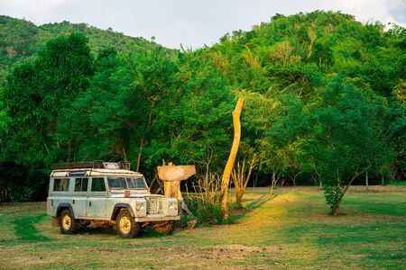 Wildlife Safari & Jungle Camping: Thrilling Nights in Indian Forests