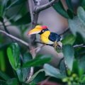 How to Identify Birds While Trekking and Adventuring in India
