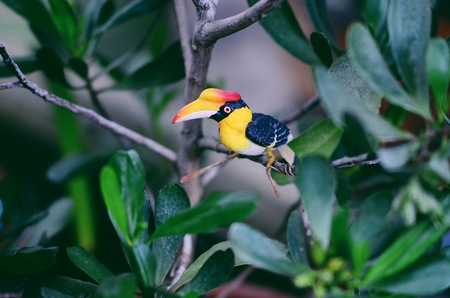 How to Identify Birds While Trekking and Adventuring in India